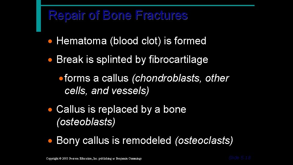 Repair of Bone Fractures · Hematoma (blood clot) is formed · Break is splinted