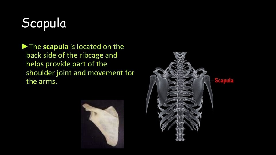 Scapula ►The scapula is located on the back side of the ribcage and helps