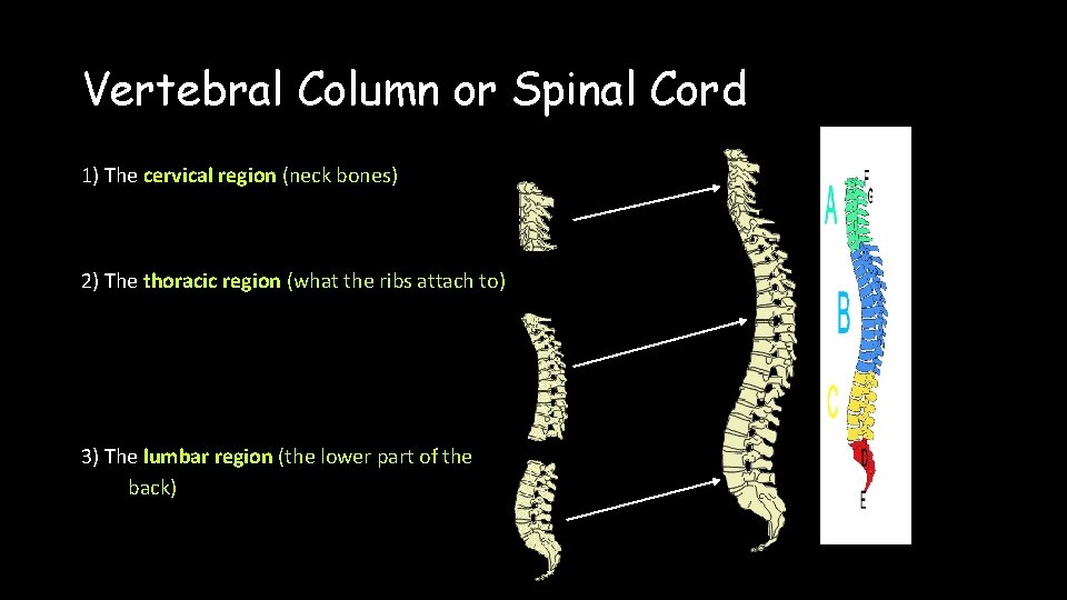 Vertebral Column or Spinal Cord 1) The cervical region (neck bones) 2) The thoracic