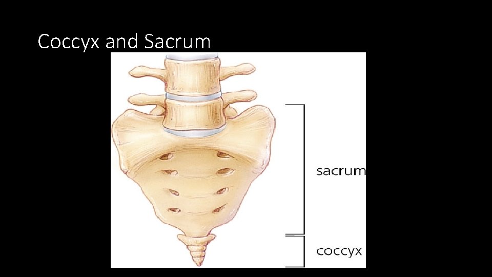 Coccyx and Sacrum 