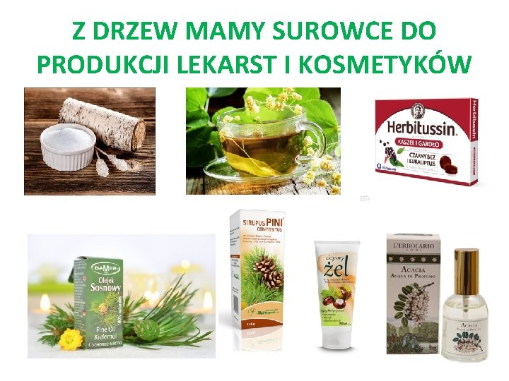 Z DRZEW MAMY SUROWCE DO PRODUKCJI LEKARST I KOSMETYKÓW 