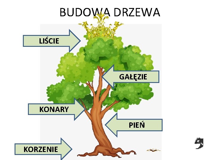 BUDOWA DRZEWA LIŚCIE GAŁĘZIE KONARY PIEŃ KORZENIE 