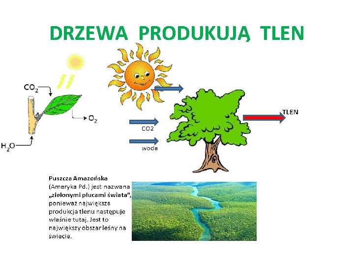 DRZEWA PRODUKUJĄ TLEN 