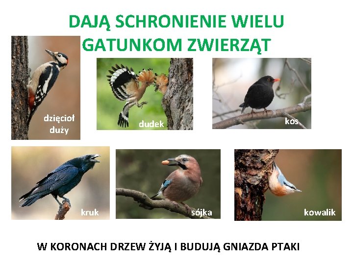 DAJĄ SCHRONIENIE WIELU GATUNKOM ZWIERZĄT dzięcioł duży kos dudek kruk sójka W KORONACH DRZEW