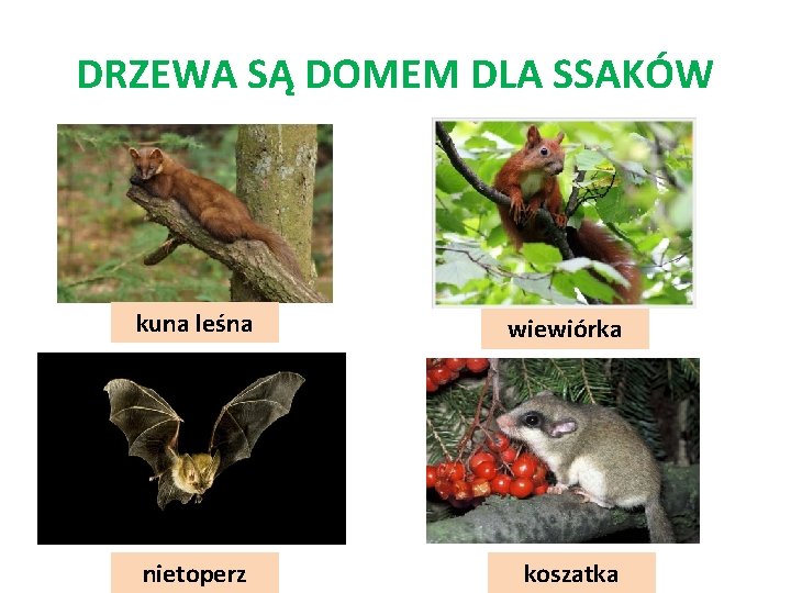 DRZEWA SĄ DOMEM DLA SSAKÓW kuna leśna wiewiórka nietoperz koszatka 