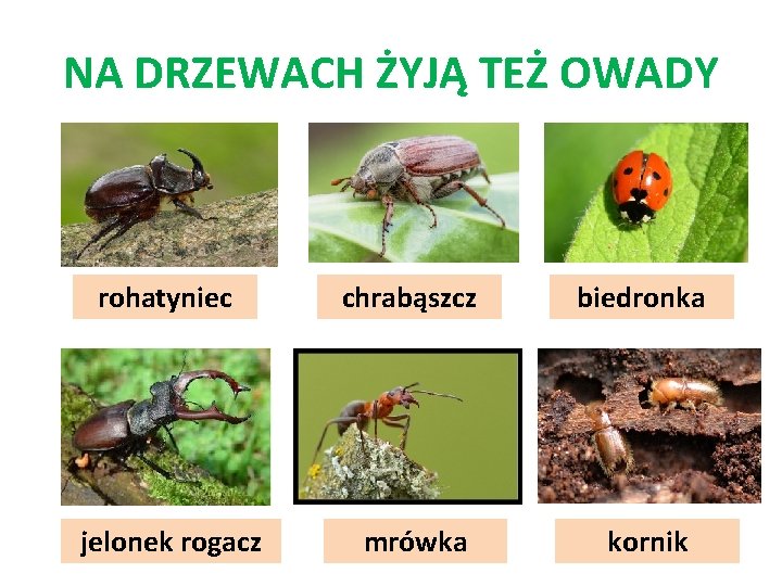 NA DRZEWACH ŻYJĄ TEŻ OWADY rohatyniec chrabąszcz biedronka jelonek rogacz mrówka kornik 