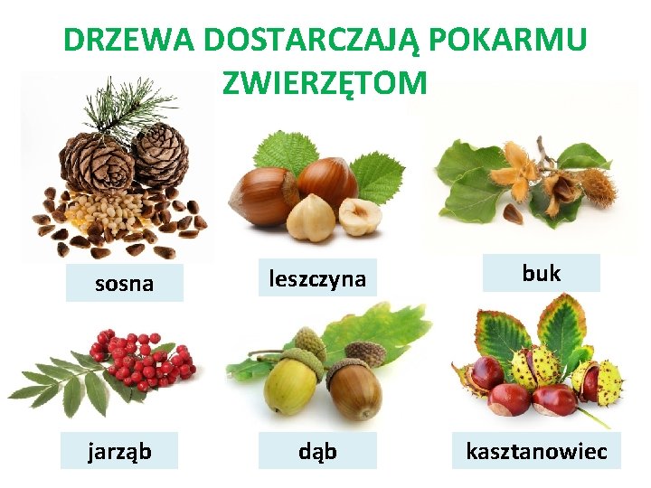 DRZEWA DOSTARCZAJĄ POKARMU ZWIERZĘTOM sosna leszczyna buk jarząb dąb kasztanowiec 