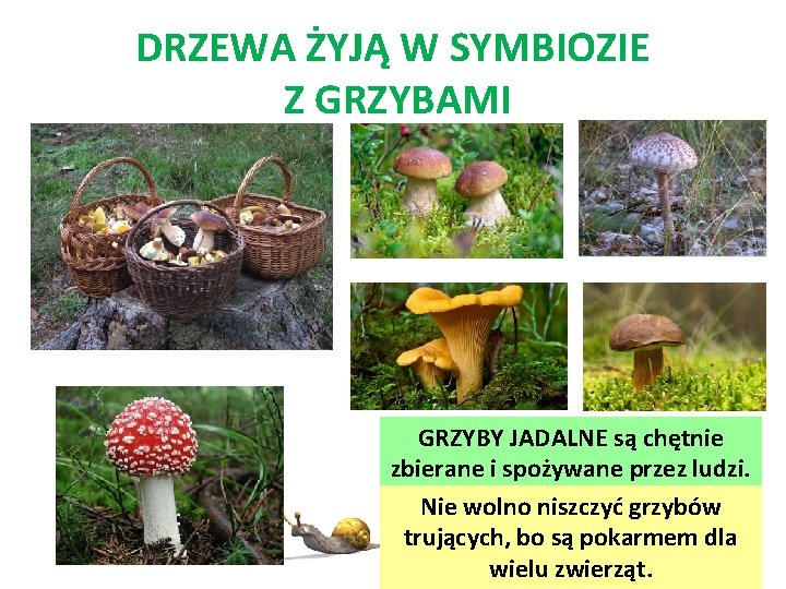 DRZEWA ŻYJĄ W SYMBIOZIE Z GRZYBAMI GRZYBY JADALNE są chętnie zbierane i spożywane przez