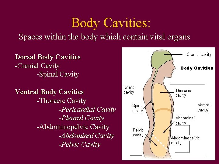 Body Cavities: Spaces within the body which contain vital organs Dorsal Body Cavities -Cranial