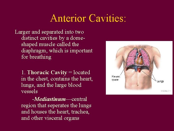 Anterior Cavities: Larger and separated into two distinct cavities by a domeshaped muscle called