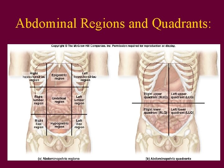 Abdominal Regions and Quadrants: 