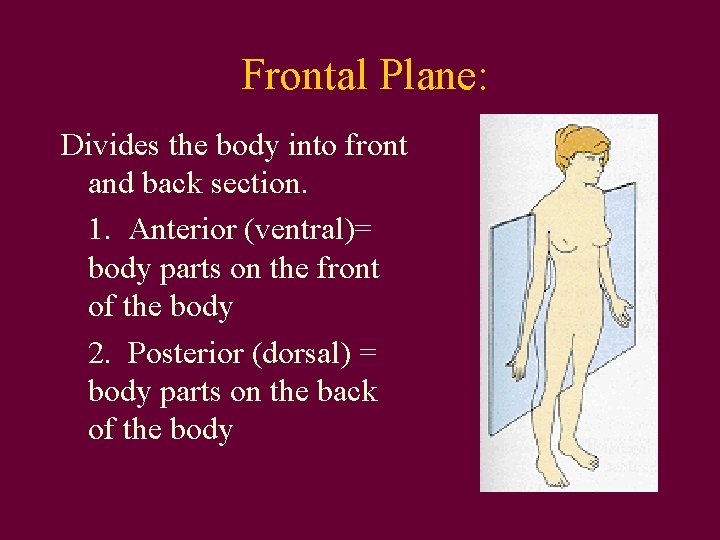 Frontal Plane: Divides the body into front and back section. 1. Anterior (ventral)= body
