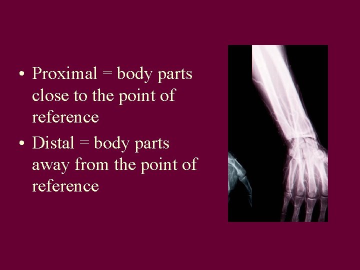  • Proximal = body parts close to the point of reference • Distal