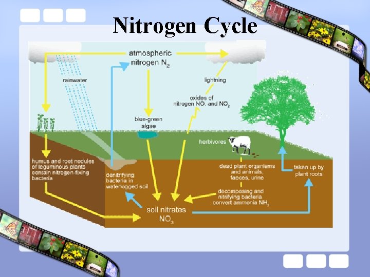 Nitrogen Cycle 