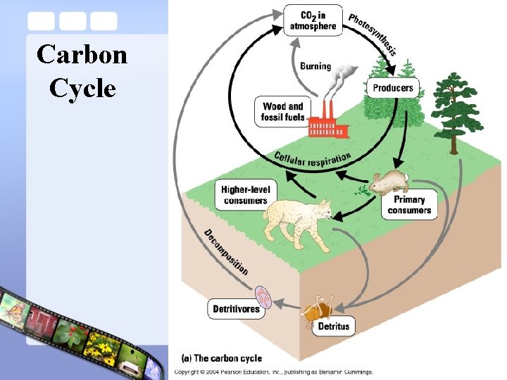 Carbon Cycle 