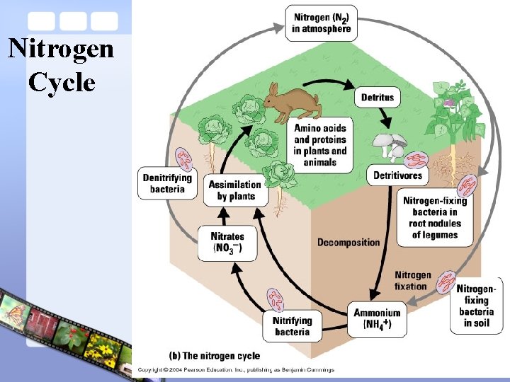 Nitrogen Cycle 