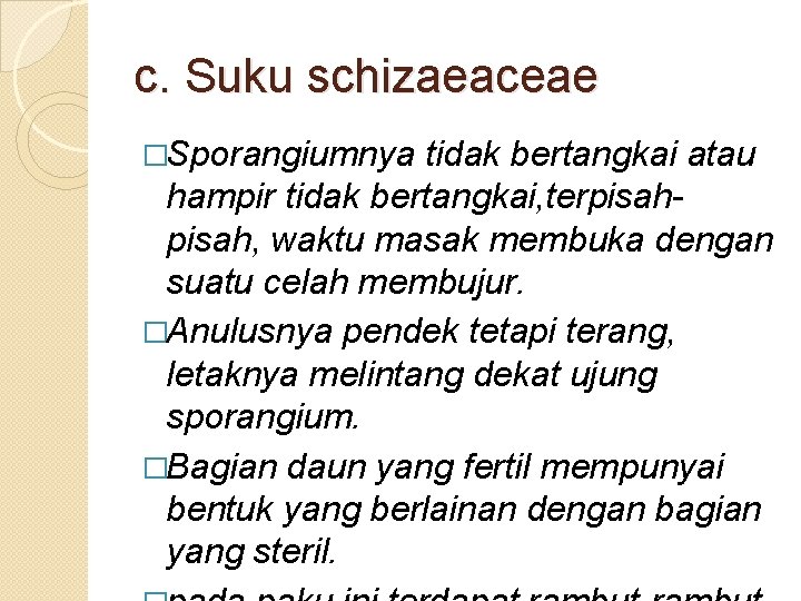 c. Suku schizaeaceae �Sporangiumnya tidak bertangkai atau hampir tidak bertangkai, terpisah, waktu masak membuka