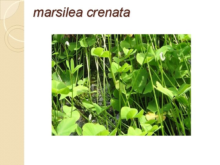 marsilea crenata 