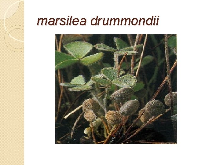 marsilea drummondii 