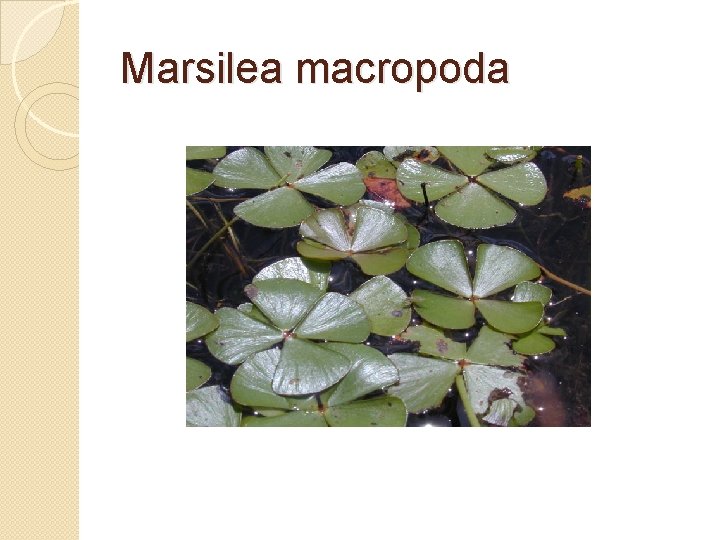 Marsilea macropoda 