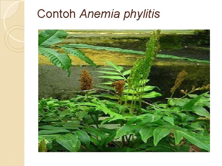 Contoh Anemia phylitis 