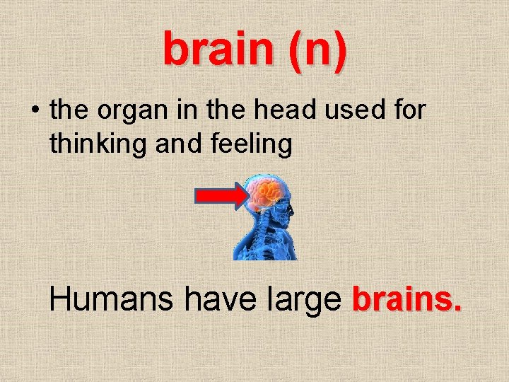 brain (n) • the organ in the head used for thinking and feeling Humans
