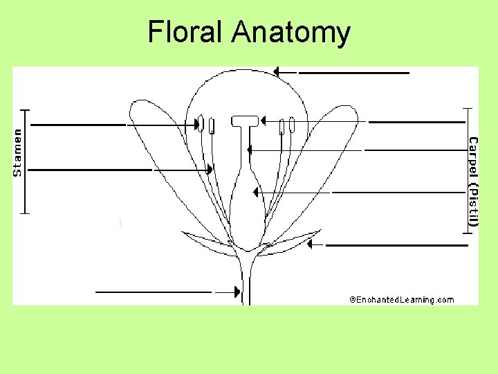 Floral Anatomy 