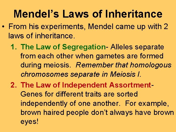 Mendel’s Laws of Inheritance • From his experiments, Mendel came up with 2 laws