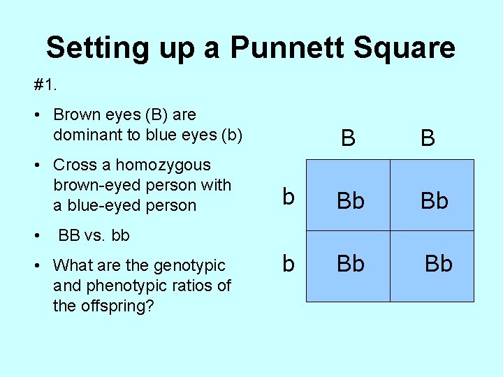Setting up a Punnett Square #1. • Brown eyes (B) are dominant to blue