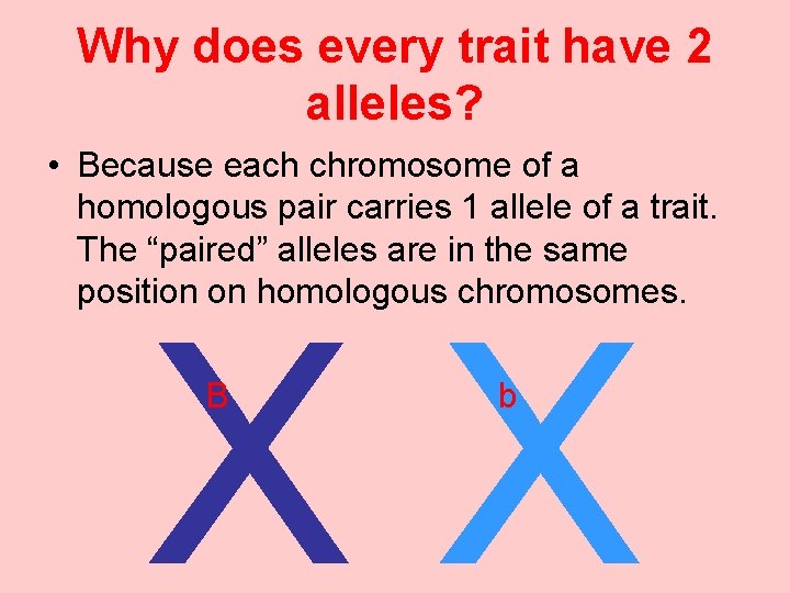 Why does every trait have 2 alleles? • Because each chromosome of a homologous