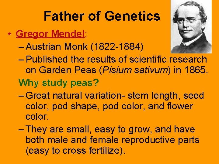 Father of Genetics • Gregor Mendel: – Austrian Monk (1822 -1884) – Published the