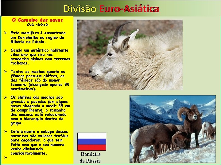 Divisão Euro-Asiática O Carneiro das neves Ovis nivicola Ø Este mamífero é encontrado em