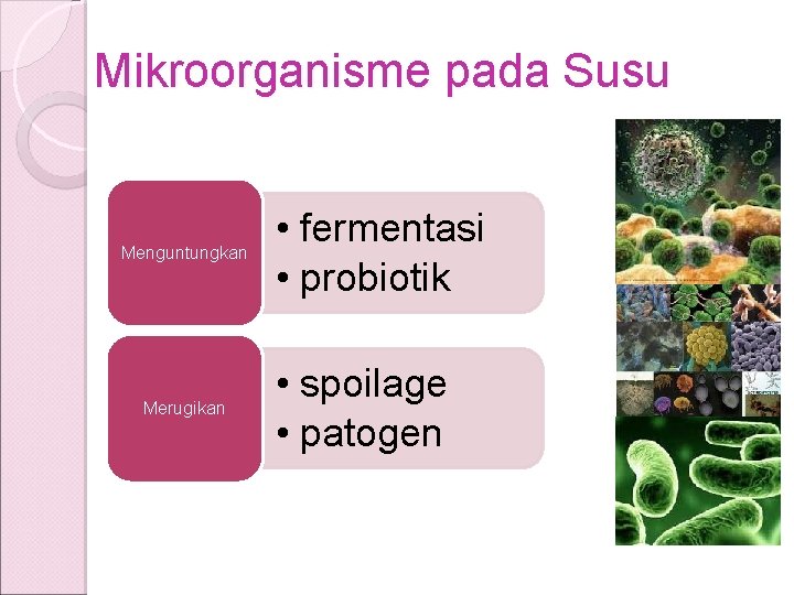 Mikroorganisme pada Susu Menguntungkan Merugikan • fermentasi • probiotik • spoilage • patogen 