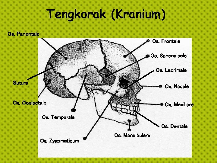 Tengkorak (Kranium) Os. Parientale Os. Frontale Os. Sphenoidale Os. Lacrimale Sutura Os. Nasale Os.
