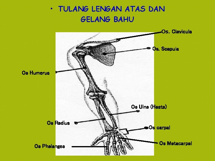  • TULANG LENGAN ATAS DAN GELANG BAHU Os. Clavicula Os. Scapula Os Humerus