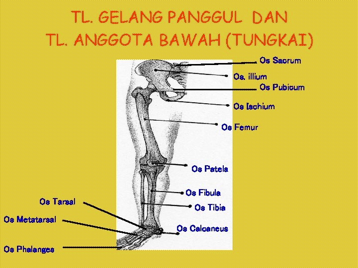 TL. GELANG PANGGUL DAN TL. ANGGOTA BAWAH (TUNGKAI) Os Sacrum Os. illium Os Pubicum