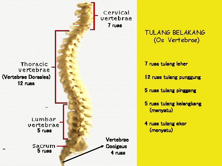 7 ruas TULANG BELAKANG (Os Vertebrae) 7 ruas tulang leher (Vertebrae Dorsales) 12 ruas