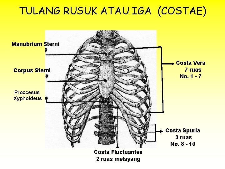 TULANG RUSUK ATAU IGA (COSTAE) Manubrium Sterni Costa Vera 7 ruas No. 1 -