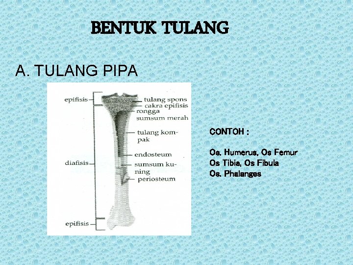 BENTUK TULANG A. TULANG PIPA CONTOH : Os. Humerus, Os Femur Os Tibia, Os