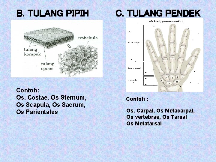B. TULANG PIPIH Contoh: Os. Costae, Os Sternum, Os Scapula, Os Sacrum, Os Parientales