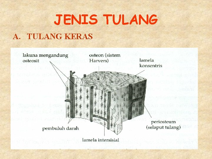 JENIS TULANG A. TULANG KERAS 