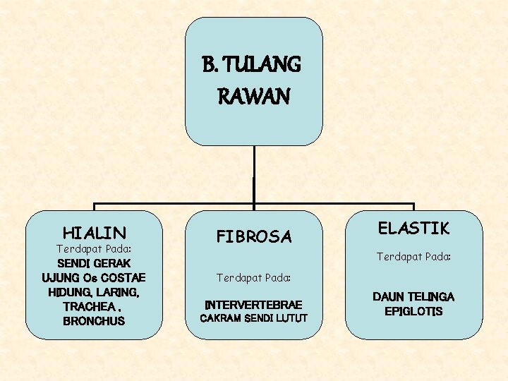 B. TULANG RAWAN HIALIN Terdapat Pada: SENDI GERAK UJUNG Os COSTAE HIDUNG, LARING, TRACHEA