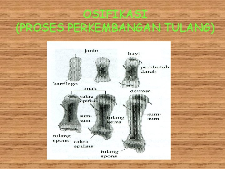 OSIFIKASI (PROSES PERKEMBANGAN TULANG) 