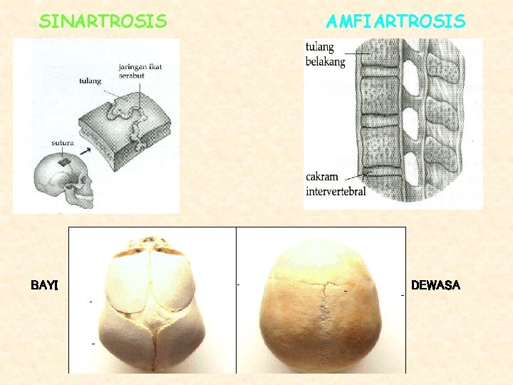 SINARTROSIS BAYI AMFIARTROSIS DEWASA 