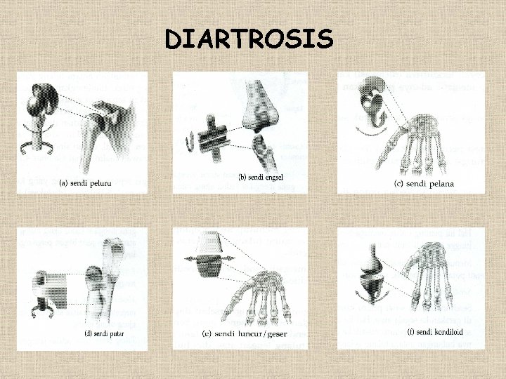DIARTROSIS 