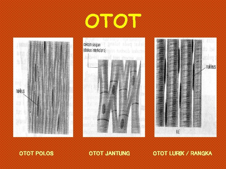 OTOT POLOS OTOT JANTUNG OTOT LURIK / RANGKA 