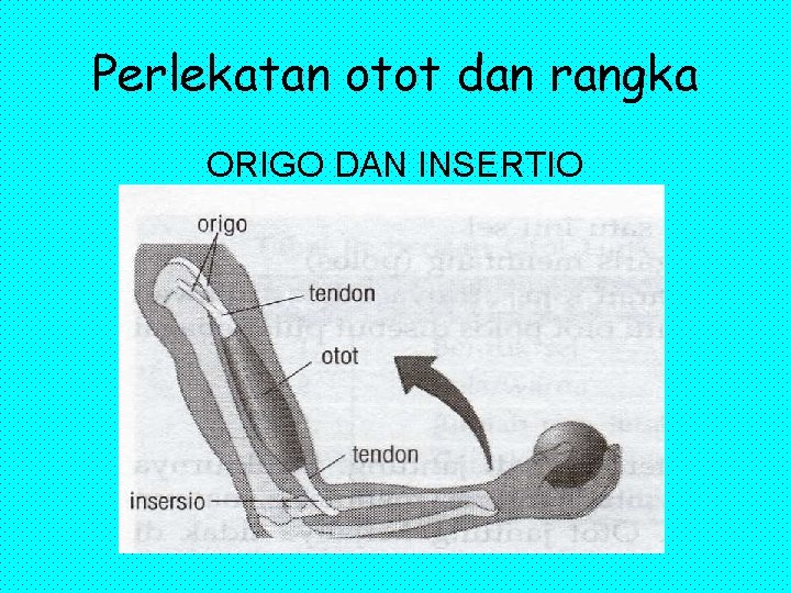 Perlekatan otot dan rangka ORIGO DAN INSERTIO 