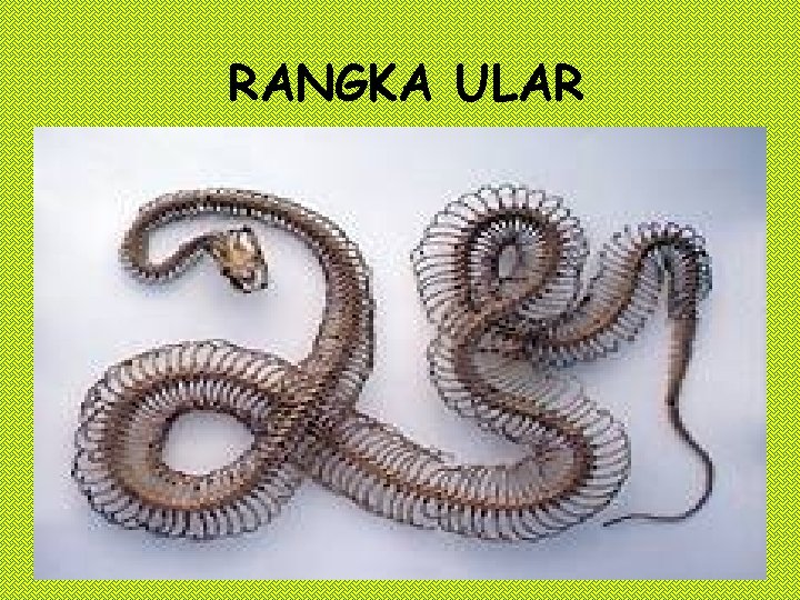 RANGKA ULAR 