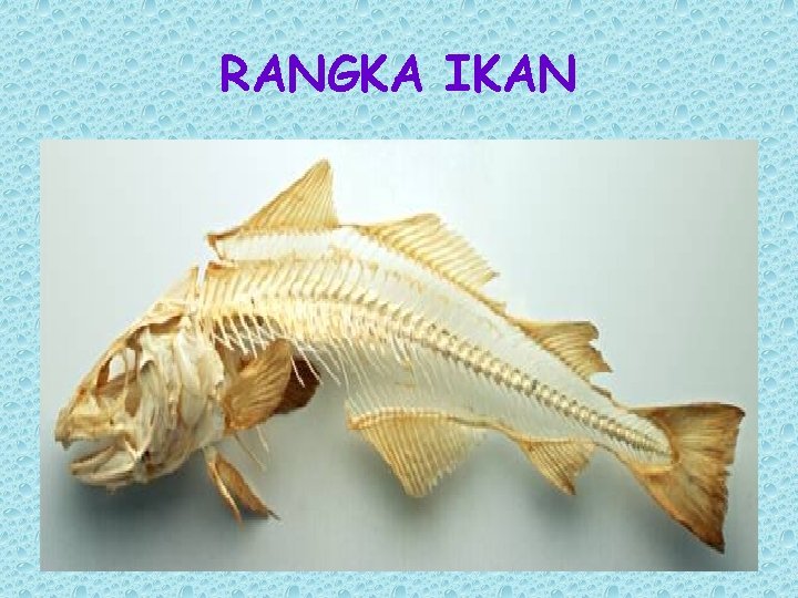 RANGKA IKAN 