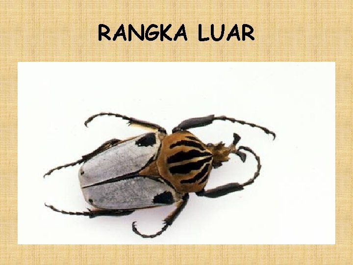 RANGKA LUAR 